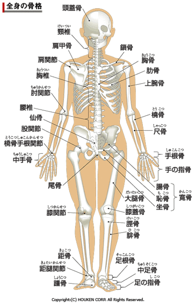 骨には異常ありません