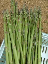 春味収穫♪ 2011/05/07 20:16:51