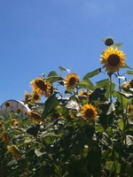 快晴！ 2011/07/11 14:15:39
