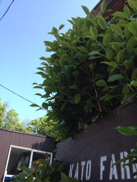 風薫る 2012/05/11 09:04:23