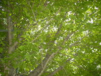 Ｈibi日記マスターに会う 2009/06/13 10:36:23