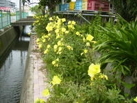 有玉の月見草 2009/06/25 07:24:44