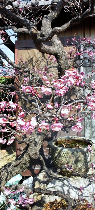 梅は咲いたか桜はまだかいな