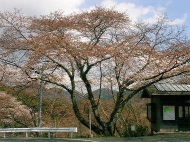 奥山公園