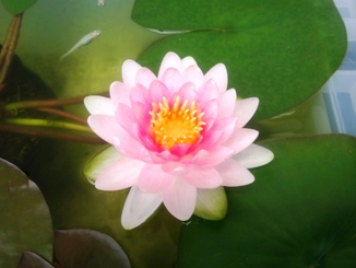 睡蓮が咲きました。