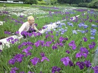 加茂花菖蒲園