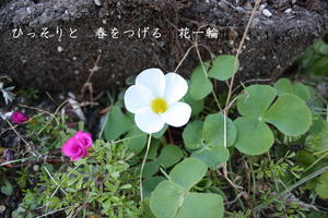 ひそかに春が.....