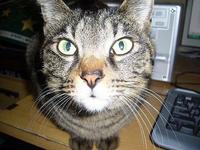 我が家の猫たち 2010/01/15 17:28:22