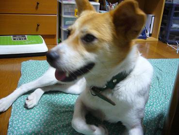 放し飼いで犬を飼うのはやめてください