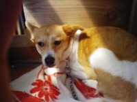 迷い犬つくし、情報がありません 2009/07/24 18:54:16