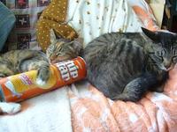 つくしの苦手なものは・・・・ 2009/07/20 09:18:14