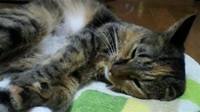 ８月３日　ベルさん３才誕生日でしたパチパチ＾＾） 2011/08/08 23:06:36