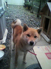 迷い犬保護しています 2012/03/17 21:12:30