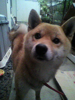 迷い犬保護しています