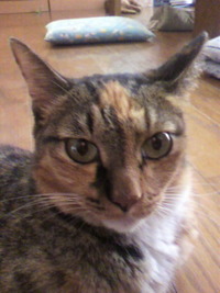 ベルさん4 才です、おめでとう 2012/08/06 11:15:03