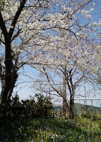 色雑学：ピンク色