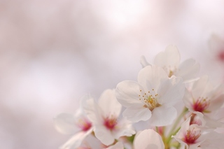 お花見日和