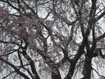 みんな、桜咲く！