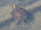 農業用水水族館（８）