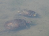 農業用水水族館（８）