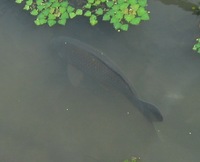 農業用水水族館 2009/07/17 13:51:32