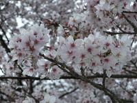 花見だね♪