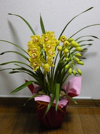 枯らさないように・・・ 2010/02/28 14:00:37