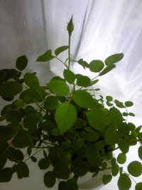 つぼみ 2010/04/12 22:43:01