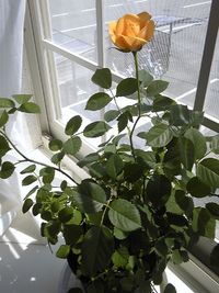 咲きました♪ 2010/04/26 08:59:39
