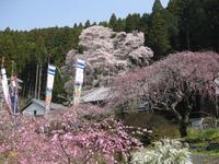 くんまの春 2012/04/09 14:50:32