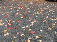 雨でした 2011/11/11 16:53:19