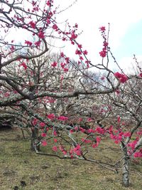 さて、日本の生活はじまりました。。。。 2014/03/15 12:44:14