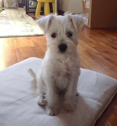 New Family MOMO