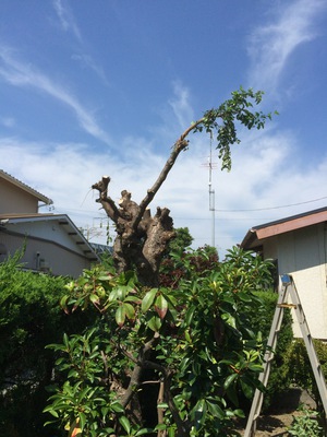 庭掃除、、そういえば５年ぶり・・・・