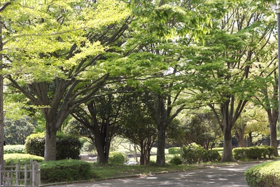 MOMO　公園デビュー
