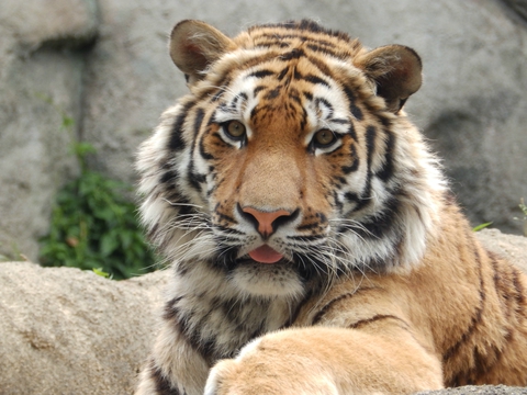 GWは動物園だ！