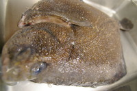 ２９の昼はお休みします。 2012/09/27 01:21:46