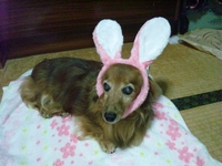 咲良ちゃんのお写真 2013/03/28 16:29:04