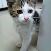 今日の子猫ちゃん 2013/07/27 19:50:32