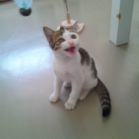 3匹の子猫たち 2013/12/04 17:19:01