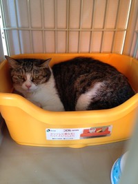 保護猫ちゃんの様子 2015/03/02 17:10:29