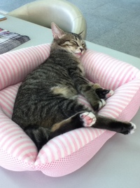 まーしゃのお気に入り♪ 2013/10/30 16:28:09