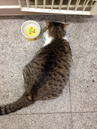 保護猫サキちゃんの様子６ 2015/03/19 19:30:03