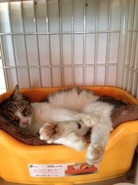 保護猫ちゃんの様子３ 2015/03/06 13:25:50