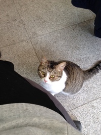 保護猫サキちゃんの様子５ 2015/03/18 16:55:53