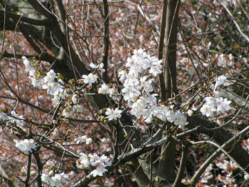 桜