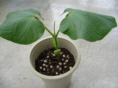 なんの豆？