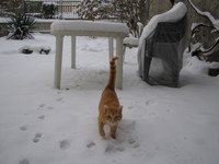 Neko dans la neige