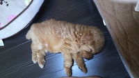 わんこ 2010/10/21 11:15:55