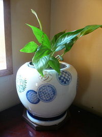福禄寿火鉢 2009/08/18 11:20:22